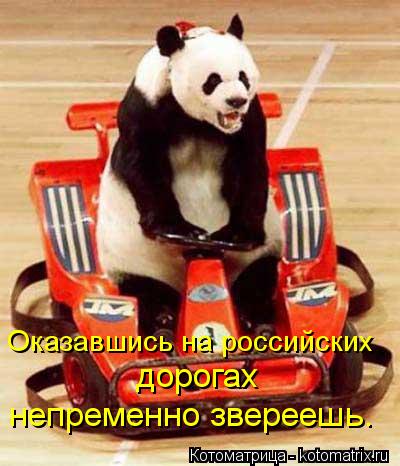Оказавшись на российских дорогах непременно звереешь.... Котоматрица: Оказавшись на российских дорогах непременно звереешь.