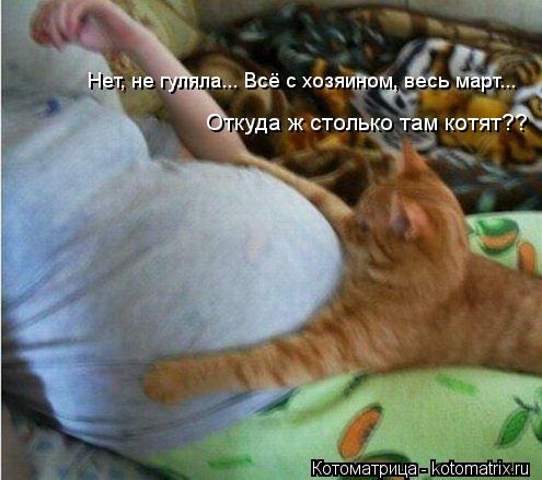 Откуда ж столько там котят?? Нет, не гуляла... Всё с хозяином, весь март...... Котоматрица: Откуда ж столько там котят?? Нет, не гуляла... Всё с хозяином, весь март...