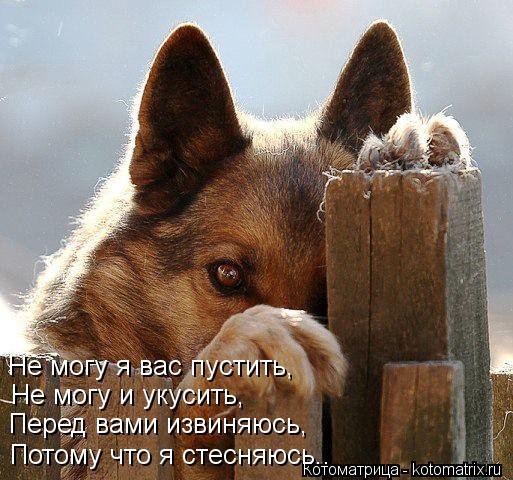 Потому что я стесняюсь.. Не могу и укусить, Перед вами извиняюсь, Не могу я вас пустить,... Котоматрица: Потому что я стесняюсь.. Не могу и укусить, Перед вами извиняюсь, Не могу я вас пустить,