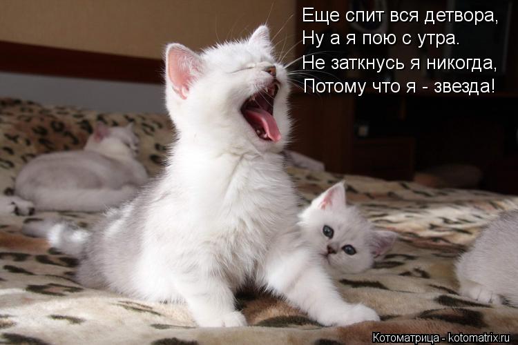 Еще спит вся детвора, Ну а я пою с утра. Потому что я - звезда! Не заткнусь я никогда,... Котоматрица: Еще спит вся детвора, Ну а я пою с утра. Потому что я - звезда! Не заткнусь я никогда,