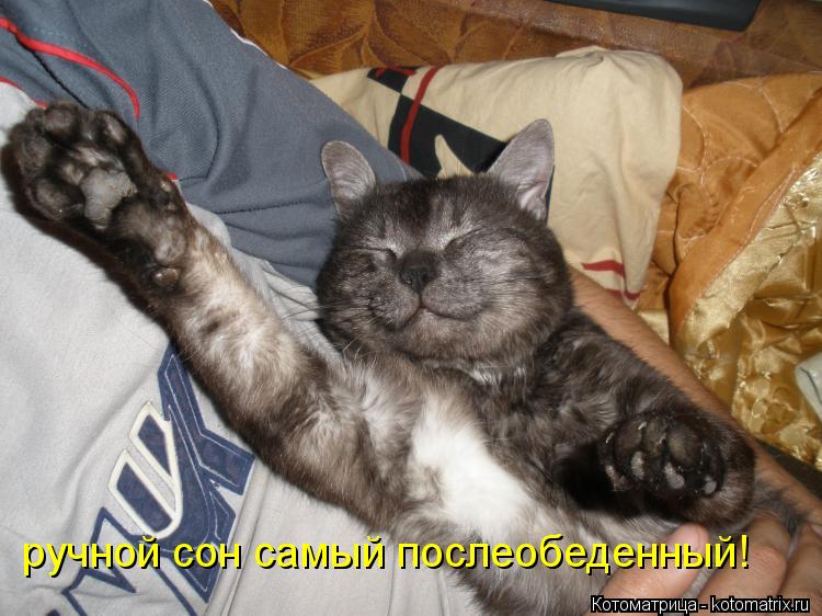 ручной сон самый послеобеденный!... Котоматрица: ручной сон самый послеобеденный!