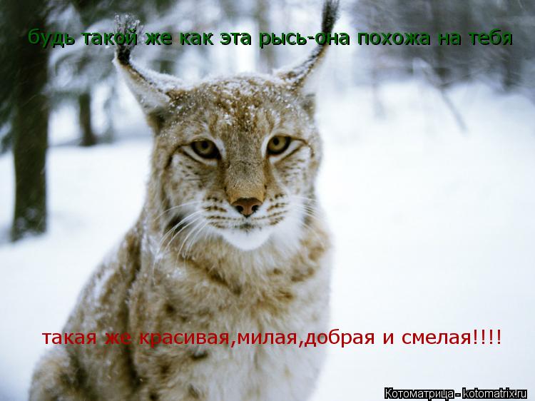 будь такой же как эта рысь-она похожа на тебя такая же красивая,милая,добрая и смелая!!!!... Котоматрица: будь такой же как эта рысь-она похожа на тебя такая же красивая,милая,добрая и смелая!!!!