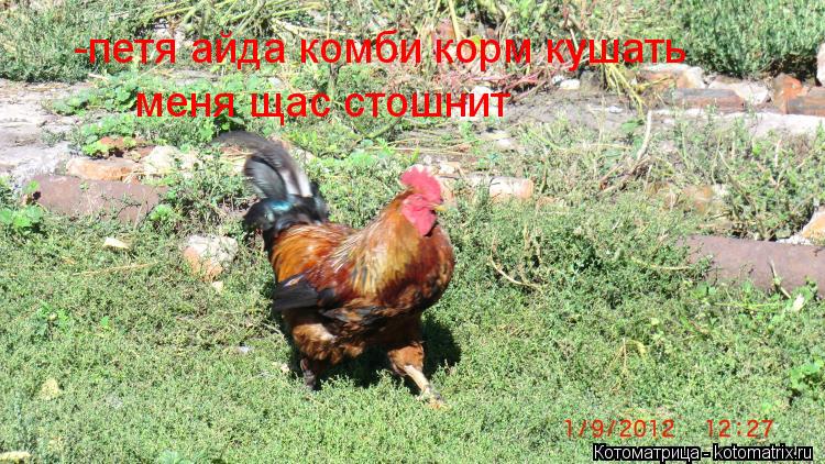 -петя айда комби корм кушать меня щас стошнит... Котоматрица: -петя айда комби корм кушать меня щас стошнит