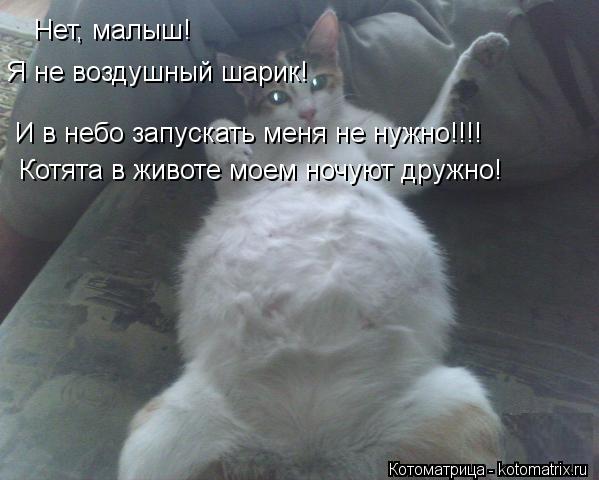 Нет, малыш! Я не воздушный шарик! И в небо запускать меня не нужно!!!! Котята в животе моем ночуют др... Котоматрица: Нет, малыш! Я не воздушный шарик! И в небо запускать меня не нужно!!!! Котята в животе моем ночуют дружно!