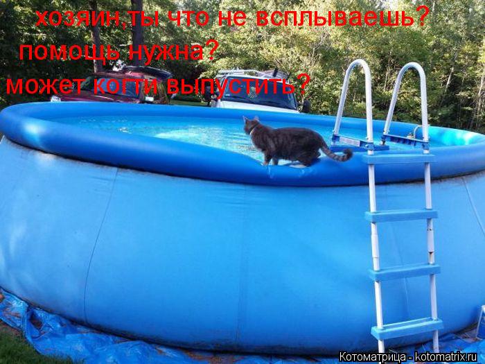 хозяин,ты что не всплываешь? помощь нужна? может когти выпустить?... Котоматрица: хозяин,ты что не всплываешь? помощь нужна? может когти выпустить?
