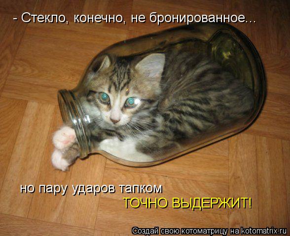 - Стекло, конечно, не бронированное... но пару ударов тапком ТОЧНО ВЫДЕРЖИТ!... Котоматрица: - Стекло, конечно, не бронированное... но пару ударов тапком ТОЧНО ВЫДЕРЖИТ!