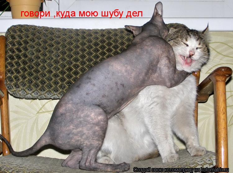 говори ,куда мою шубу дел... Котоматрица: говори ,куда мою шубу дел