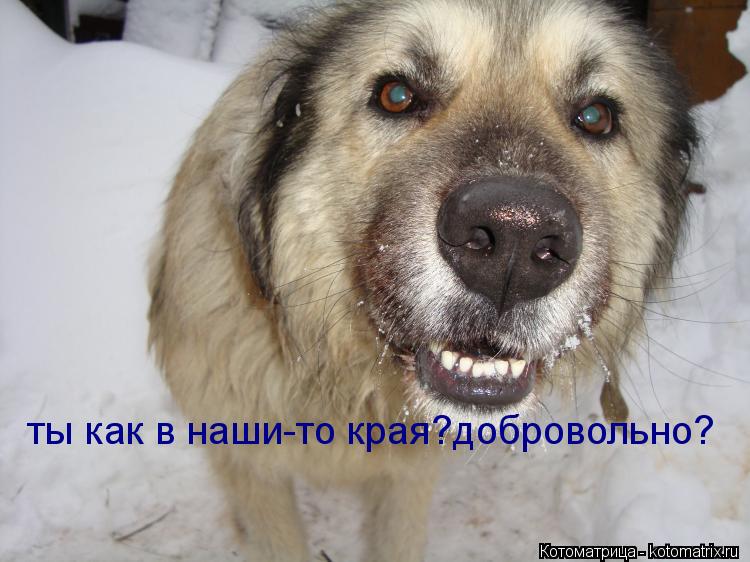 ты как в наши-то края?добровольно?... Котоматрица: ты как в наши-то края?добровольно?