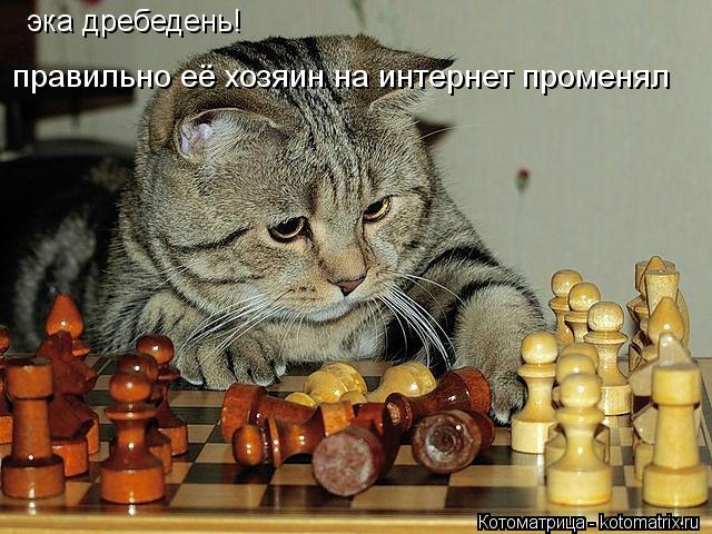 эка дребедень! правильно её хозяин на интернет променял... Котоматрица: эка дребедень! правильно её хозяин на интернет променял