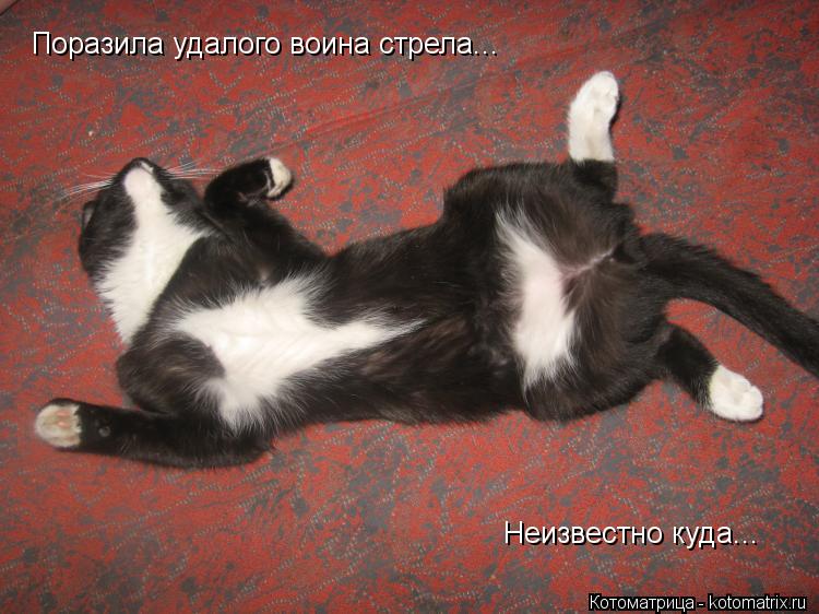 Поразила удалого воина стрела... Неизвестно куда...... Котоматрица: Поразила удалого воина стрела... Неизвестно куда...
