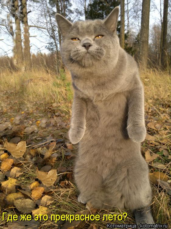 Где же это прекрасное лето?... Котоматрица: Где же это прекрасное лето?