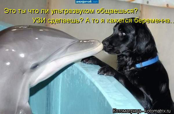 Это ты что ли ультразвуком общаешься? УЗИ сделаешь? А то я кажется беременна....... Котоматрица: Это ты что ли ультразвуком общаешься? УЗИ сделаешь? А то я кажется беременна....