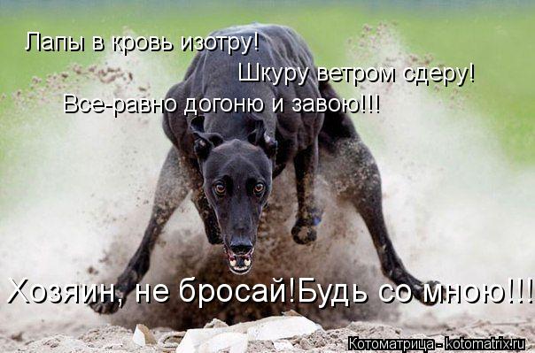 Лапы в кровь изотру! Шкуру ветром сдеру! Все-равно догоню и завою!!! Хозяин, не бросай!Будь со мною!!... Котоматрица: Лапы в кровь изотру! Шкуру ветром сдеру! Все-равно догоню и завою!!! Хозяин, не бросай!Будь со мною!!!!!