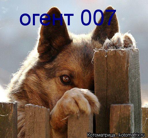 огент 007... Котоматрица: огент 007