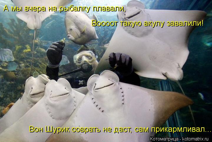 А мы вчера на рыбалку плавали, Воооот такую акулу завалили! Вон Шурик соврать не даст, сам прикармлив... Котоматрица: А мы вчера на рыбалку плавали, Воооот такую акулу завалили! Вон Шурик соврать не даст, сам прикармливал...