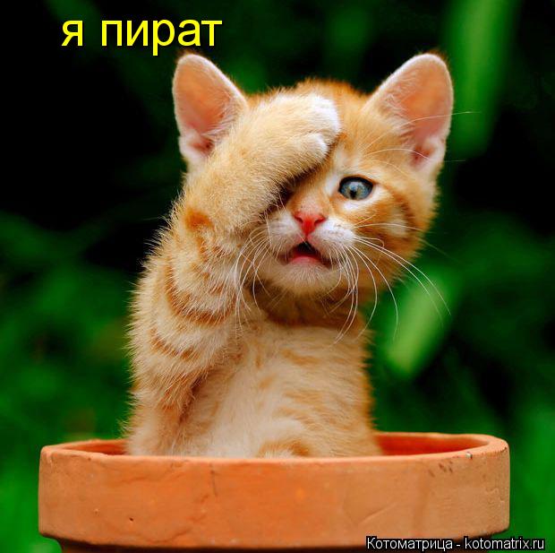 я пират... Котоматрица: я пират