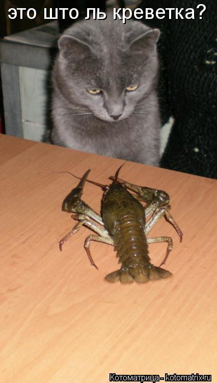это што ль креветка?... Котоматрица: это што ль креветка?