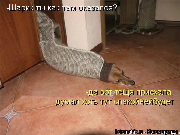 -Шарик ты как там оказался? -да вот тёщя приехала, думал хоть тут спакоёней будет -да вот тёщя приеха... Котоматрица: -Шарик ты как там оказался? -да вот тёщя приехала, думал хоть тут спакоёней будет -да вот тёщя приехала, думал хоть тут спакойнейбудет