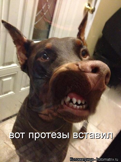 вот протезы вставил... Котоматрица: вот протезы вставил