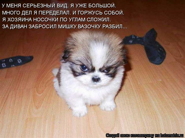 У МЕНЯ СЕРЬЕЗНЫЙ ВИД. Я УЖЕ БОЛЬШОЙ. МНОГО ДЕЛ Я ПЕРЕДЕЛАЛ. И ГОРЖУСЬ СОБОЙ. Я ХОЗЯИНА НОСОЧКИ ПО УГЛ... Котоматрица: У МЕНЯ СЕРЬЕЗНЫЙ ВИД. Я УЖЕ БОЛЬШОЙ. МНОГО ДЕЛ Я ПЕРЕДЕЛАЛ. И ГОРЖУСЬ СОБОЙ. Я ХОЗЯИНА НОСОЧКИ ПО УГЛАМ СЛОЖИЛ. ЗА ДИВАН ЗАБРОСИЛ МИШКУ.ВАЗОЧК