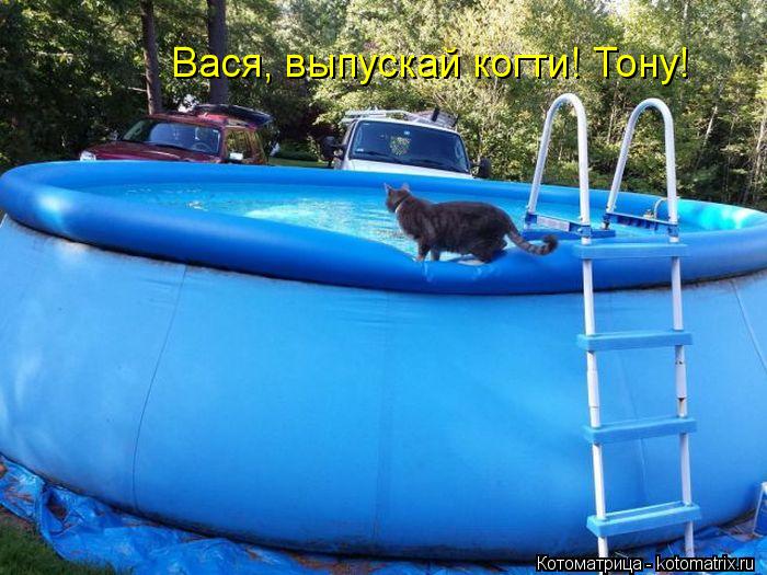 Вася, выпускай когти! Тону!... Котоматрица: Вася, выпускай когти! Тону!