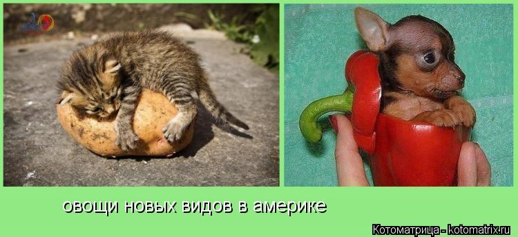 овощи новых видов в америке... Котоматрица: овощи новых видов в америке
