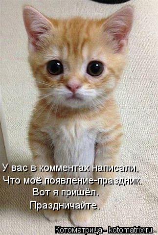 Что моё появление-праздник. У вас в комментах написали, Вот я пришёл. Праздничайте.... Котоматрица: Что моё появление-праздник. У вас в комментах написали, Вот я пришёл. Праздничайте.