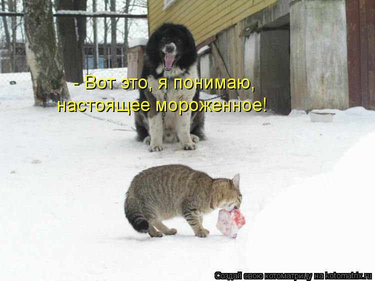 - Вот это, я понимаю, настоящее мороженное!... Котоматрица: - Вот это, я понимаю, настоящее мороженное!