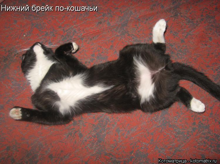 Нижний брейк по-кошачьи... Котоматрица: Нижний брейк по-кошачьи