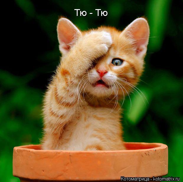 Тю - Тю... Котоматрица: Тю - Тю
