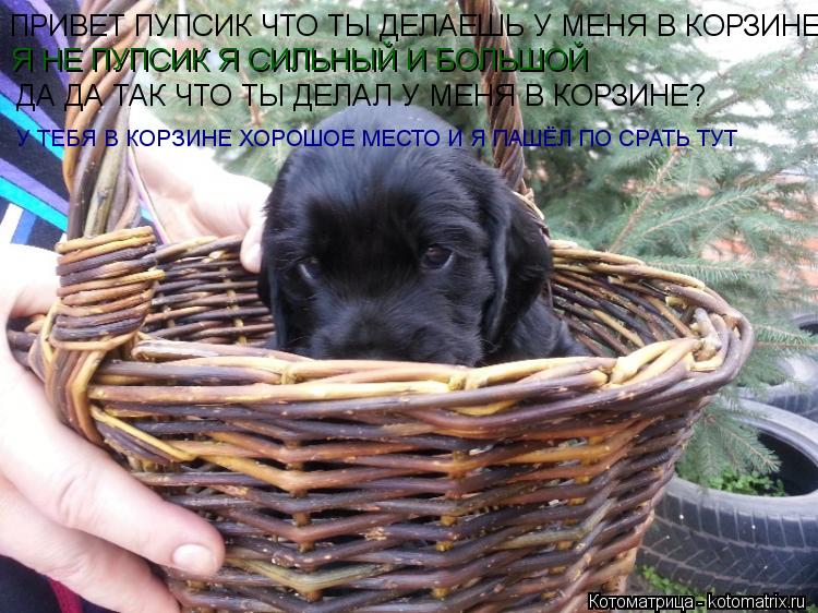 ПРИВЕТ ПУПСИК ЧТО ТЫ ДЕЛАЕШЬ У МЕНЯ В КОРЗИНЕ Я НЕ ПУПСИК Я СИЛЬНЫЙ И БОЛЬШОЙ ДА ДА ТАК ЧТО ТЫ ДЕЛАЛ ... Котоматрица: ПРИВЕТ ПУПСИК ЧТО ТЫ ДЕЛАЕШЬ У МЕНЯ В КОРЗИНЕ Я НЕ ПУПСИК Я СИЛЬНЫЙ И БОЛЬШОЙ ДА ДА ТАК ЧТО ТЫ ДЕЛАЛ У МЕНЯ В КОРЗИНЕ? У ТЕБЯ В КОРЗИНЕ ХОРОШОЕ