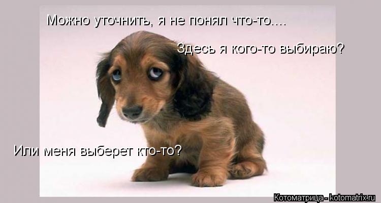 Можно уточнить, я не понял что-то.... Здесь я кого-то выбираю? Или меня выберет кто-то?... Котоматрица: Можно уточнить, я не понял что-то.... Здесь я кого-то выбираю? Или меня выберет кто-то?