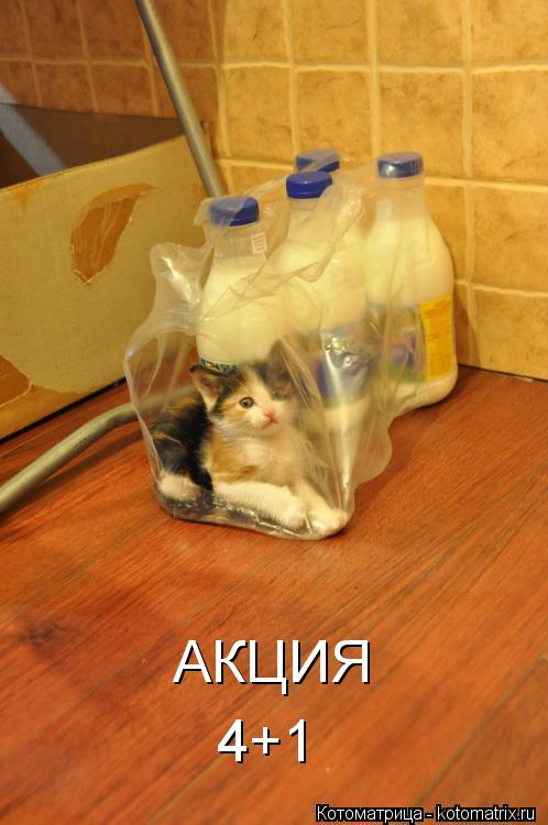 4+1 АКЦИЯ... Котоматрица: 4+1 АКЦИЯ