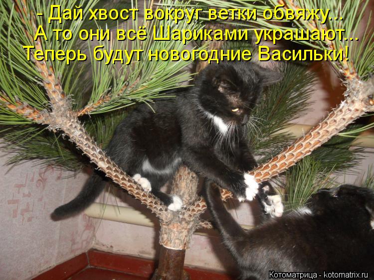 - Дай хвост вокруг ветки обвяжу... А то они всё Шариками украшают... Теперь будут новогодние Васильки... Котоматрица: - Дай хвост вокруг ветки обвяжу... А то они всё Шариками украшают... Теперь будут новогодние Васильки!