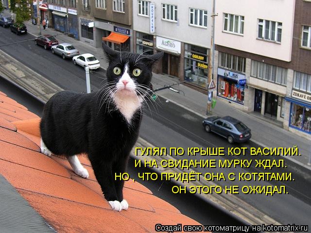ГУЛЯЛ ПО КРЫШЕ КОТ ВАСИЛИЙ. И НА СВИДАНИЕ МУРКУ ЖДАЛ. НО , ЧТО ПРИДЁТ ОНА С КОТЯТАМИ. ОН ЭТОГО НЕ ОЖИ... Котоматрица: ГУЛЯЛ ПО КРЫШЕ КОТ ВАСИЛИЙ. И НА СВИДАНИЕ МУРКУ ЖДАЛ. НО , ЧТО ПРИДЁТ ОНА С КОТЯТАМИ. ОН ЭТОГО НЕ ОЖИДАЛ.