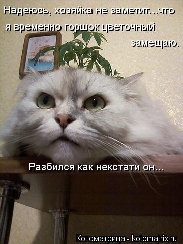 Надеюсь, хозяйка не заметит...что я временно горшок цветочный замещаю. Разбился как некстати он...... Котоматрица: Надеюсь, хозяйка не заметит...что я временно горшок цветочный замещаю. Разбился как некстати он...