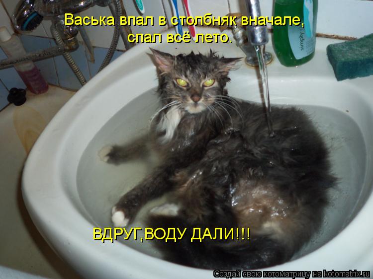 Васька впал в столбняк вначале, спал всё лето. ВДРУГ,ВОДУ ДАЛИ!!!... Котоматрица: Васька впал в столбняк вначале, спал всё лето. ВДРУГ,ВОДУ ДАЛИ!!!