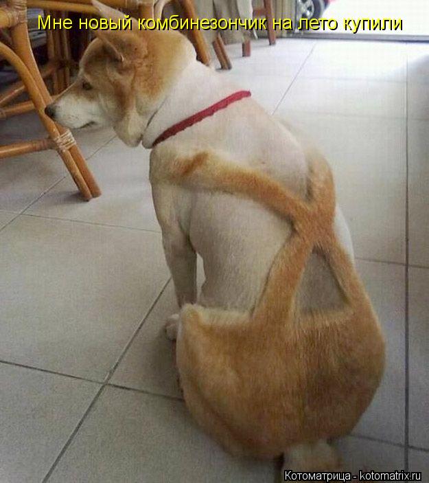 Мне новый комбинезончик на лето купили... Котоматрица: Мне новый комбинезончик на лето купили