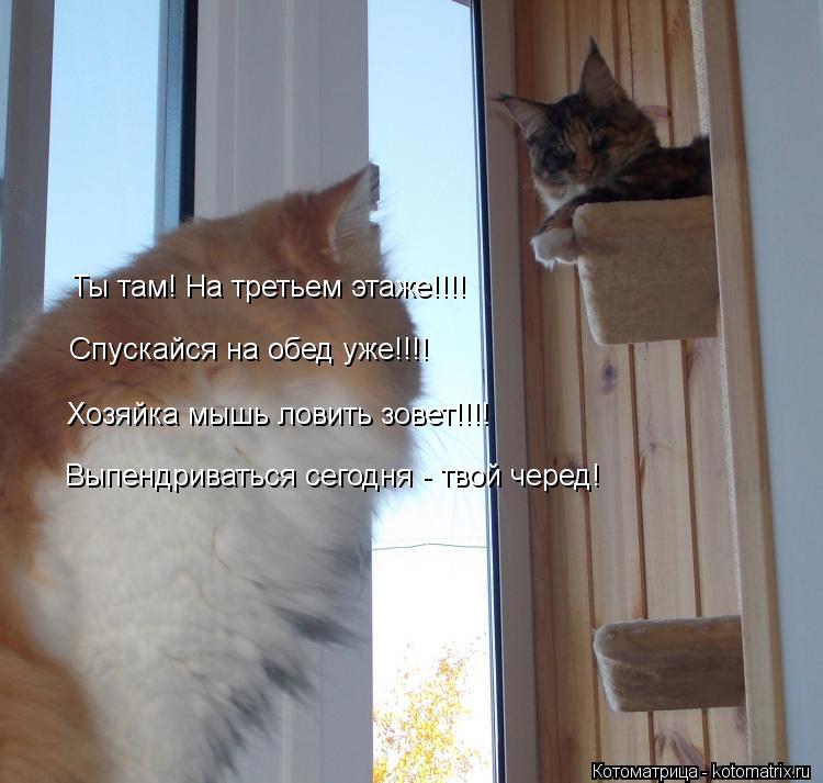 Ты там! На третьем этаже!!!! Спускайся на обед уже!!!! Хозяйка мышь ловить зовет!!!! Выпендриваться с... Котоматрица: Ты там! На третьем этаже!!!! Спускайся на обед уже!!!! Хозяйка мышь ловить зовет!!!! Выпендриваться сегодня - твой черед!