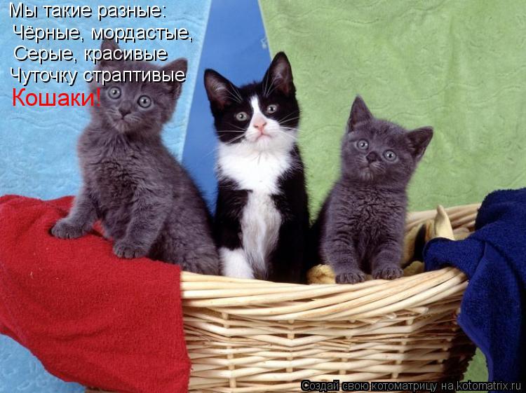Мы такие разные: Чёрные, мордастые, Серые, красивые Чуточку страптивые Кошаки!... Котоматрица: Мы такие разные: Чёрные, мордастые, Серые, красивые Чуточку страптивые Кошаки!