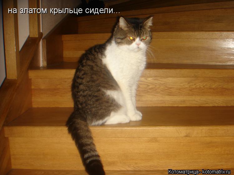 на златом крыльце сидели...... Котоматрица: на златом крыльце сидели...