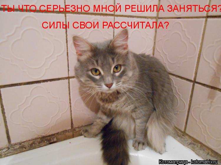 ТЫ ЧТО СЕРЬЕЗНО МНОЙ РЕШИЛА ЗАНЯТЬСЯ? СИЛЫ СВОИ РАССЧИТАЛА?... Котоматрица: ТЫ ЧТО СЕРЬЕЗНО МНОЙ РЕШИЛА ЗАНЯТЬСЯ? СИЛЫ СВОИ РАССЧИТАЛА?