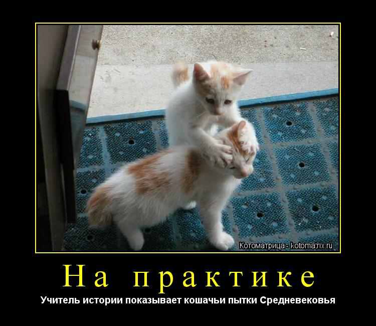 На практике Учитель истории показывает кошачьи пытки Средневековья... Котоматрица: На практике Учитель истории показывает кошачьи пытки Средневековья