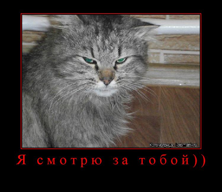 Котоматрица: Я смотрю за тобой)) 