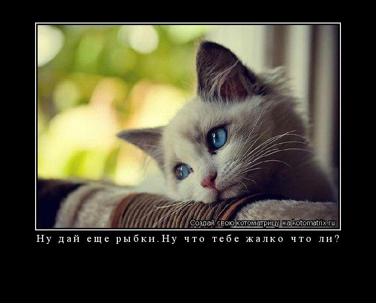 Ну дай еще рыбки.Ну что тебе жалко что ли? ... Котоматрица: Ну дай еще рыбки.Ну что тебе жалко что ли?