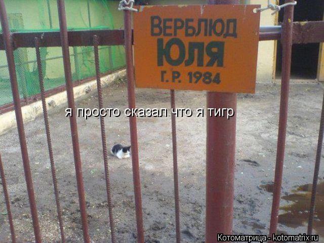 Котоматрица: я просто сказал что я тигр