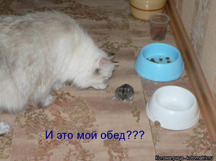 И это мой обед???... Котоматрица: И это мой обед???