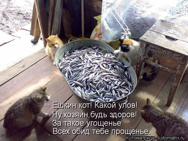 Ешкин кот! Какой улов! Ну,хозяин,будь здоров! За такое угощенье Всех обид тебе прощенье.... Котоматрица: Ешкин кот! Какой улов! Ну,хозяин,будь здоров! За такое угощенье Всех обид тебе прощенье.