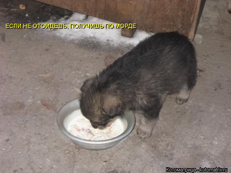 ЕСЛИ НЕ ОТОЙДЕШЬ, ПОЛУЧИШЬ ПО МОРДЕ... Котоматрица: ЕСЛИ НЕ ОТОЙДЕШЬ, ПОЛУЧИШЬ ПО МОРДЕ