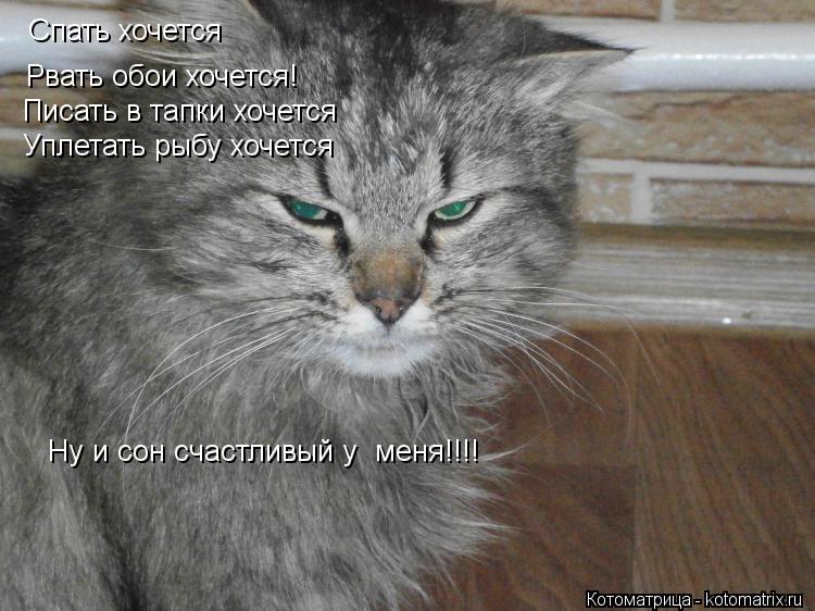 Спать хочется Рвать обои хочется! Писать в тапки хочется Уплетать рыбу хочется Ну и сон счастливый у ... Котоматрица: Спать хочется Рвать обои хочется! Писать в тапки хочется Уплетать рыбу хочется Ну и сон счастливый у меня!!!!